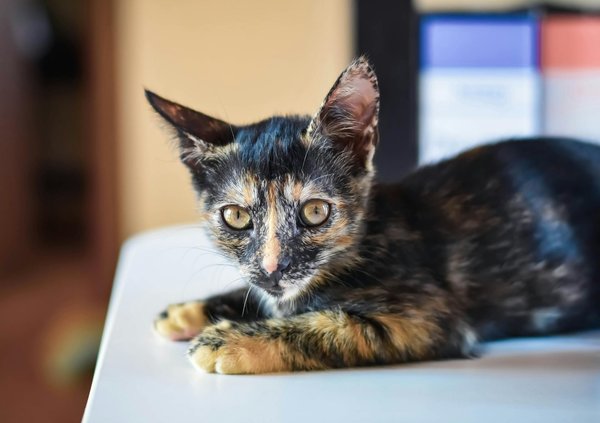 Descubra as exigências nutricionais de gatos com alergias: um guia completo para alimentação segura e saudável