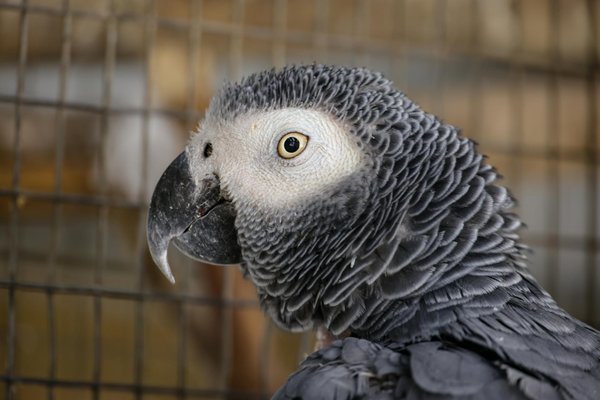 Descubra como um animal de estimação pode transformar sua saúde mental: benefícios surpreendentes!